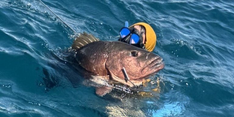 Half Day Reef Spearfishing