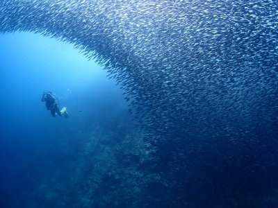 Cebu: Mactan island scuba diving experience Beach entry