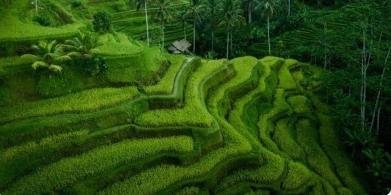 Ubud Tour, Tegalalang Rice Terrace and Tirta Empul Holly Spring Temple