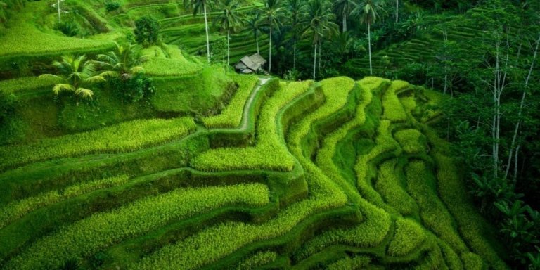 Best of Ubud Day Tour