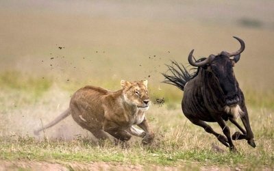 African Family Safaris African Family Safaris