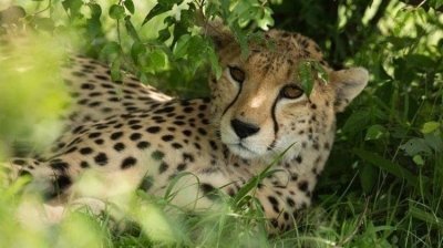 All-Inclusive Kenya - Family Vacation Package All-Inclusive Kenya - Family Vacation Package