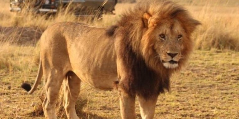 Masai Mara Wildebeest Migration Safari