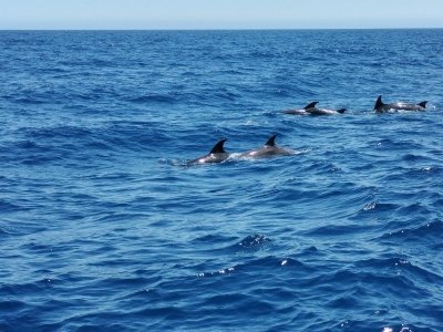 Lanzarote Whale & Dolphin Observation (Shared Group Experience)