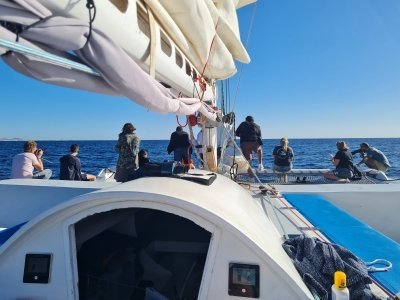 Lanzarote Whale & Dolphin Observation (Private Experience)