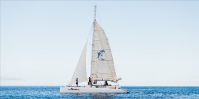 Lanzarote Whale & Dolphin Observation (Private Experience)