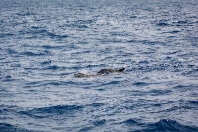 Tenerife Whale & Dolphin Observation (Morning Shared Group Experience)