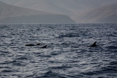 Tenerife Whale & Dolphin Observation Afternoon Shared Group Experience