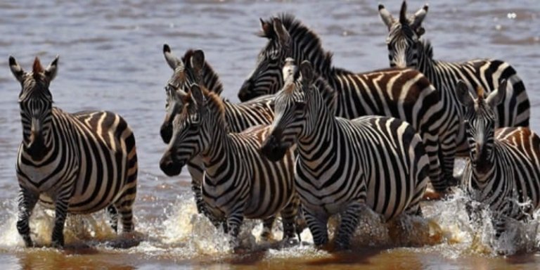 Wildebeest Migration Safari Package - 10 Days