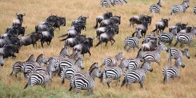 Wildebeest Migration Safari Package - 10 Days