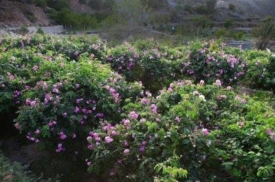 Private Nizwa & Al Hoota Caves Adventure