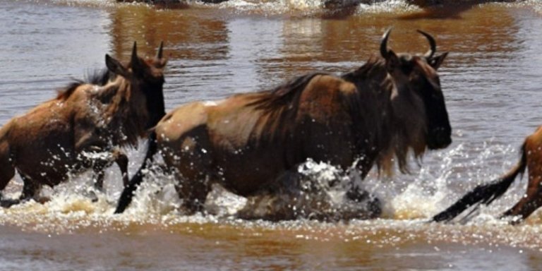 Kenya Wildebeest Migration Safari