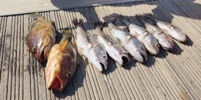 Fishing Tours & Charters