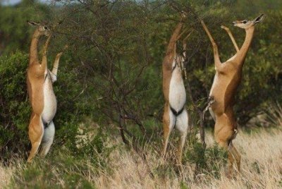 Masai Mara Migration Safari