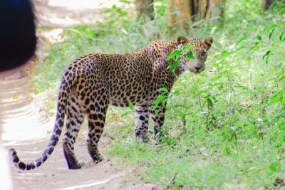 Sigiriya Dambulla and Safari Tour From Colombo