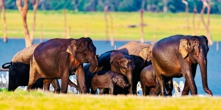 Sigiriya Dambulla and Safari Tour From Colombo