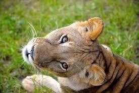 Migration Safari Serengeti