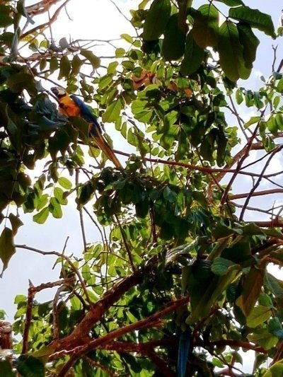 Anavilhanas Archipelago