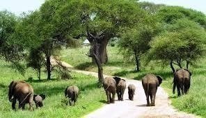 Serengeti Photo Safari