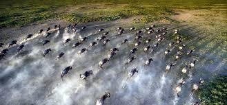 Guided Wildebeest Great Migration Safari Holiday