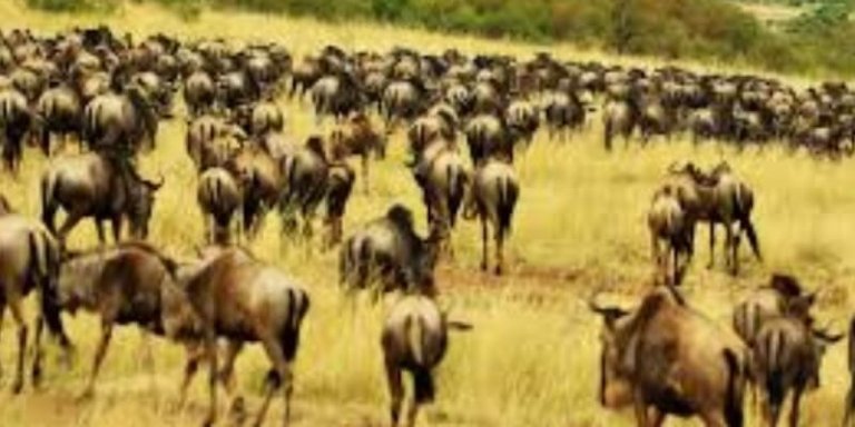 Guided Wildebeest Great Migration Safari Holiday