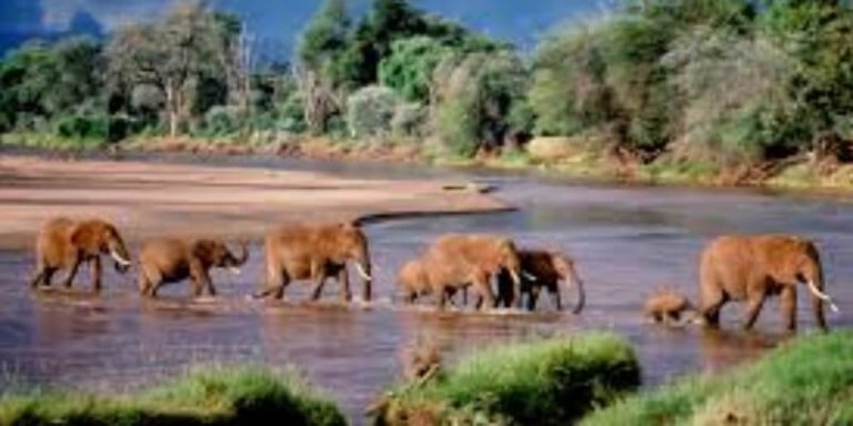 Serengeti Great Migration Safari Package - 9 Days