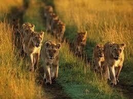 Serengeti Great Migration Safari Package - 9 Days