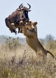 Tanzania Serengeti Wildebeest Migration Safari Adventure -  8 Days