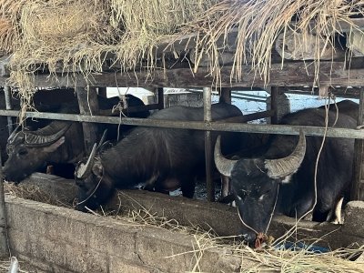 4 days loop tour Hanoi- Bac Ha- Ha Giang by private car