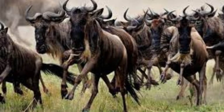 Serengeti Wildebeest Migration Safari Holiday - 5 Days
