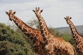 Serengeti Wildebeest Migration Safari Holiday - 5 Days