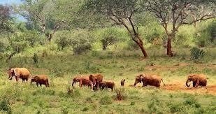 Tanzania Wildlife Migrations Adventures Safari Holiday - 7 Days