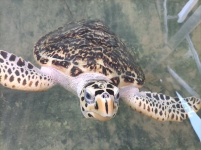 Nature Side Ayurvedic Full Beauty Plan