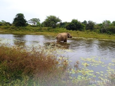 Udawalawe Jeep safari