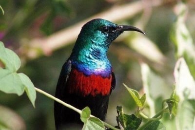 Kenya Tanzania Birding Safari Tour Adventure - 15 Days