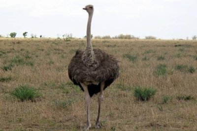 Kenya Ornithological Tours Safari - 9 Days