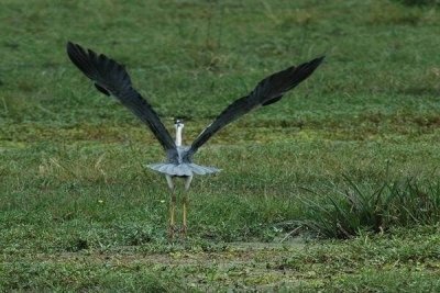 Kenya Birding Safari Tour Holiday -  16 Days