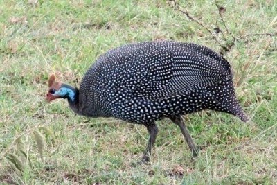 Kenya Birding Safari