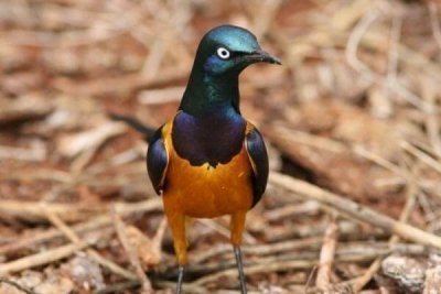 Africa Bird Watching Safari