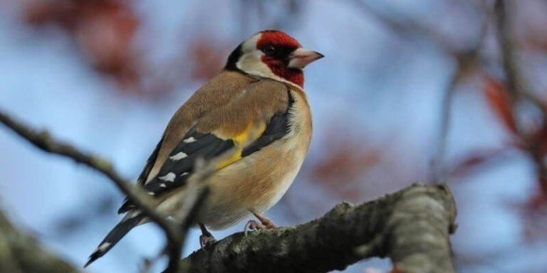 Africa Bird Watching Safari