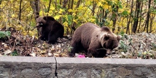 Transfagarasan Highway and Brown Bears - 12 hours from Bucharest