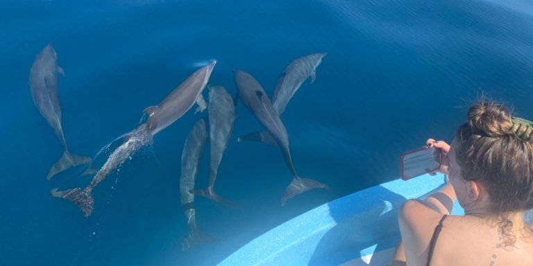 Mañana Magica en Barco con Delfines, Tortugas y Ballenas