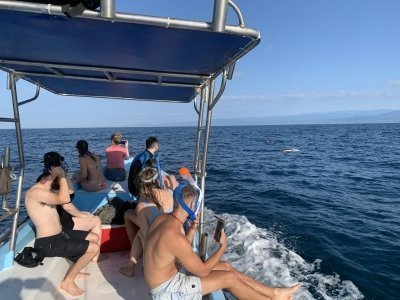Magical Morning Dolphin, Turtles & Whales Boat Tour