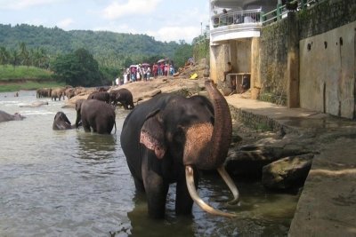 Day Trip to Pinnawala Elephant Orphanage from Colombo