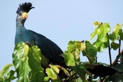 Kenya Bird Watching Tour