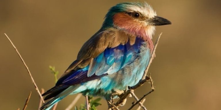 Kenya Bird Watching Tour