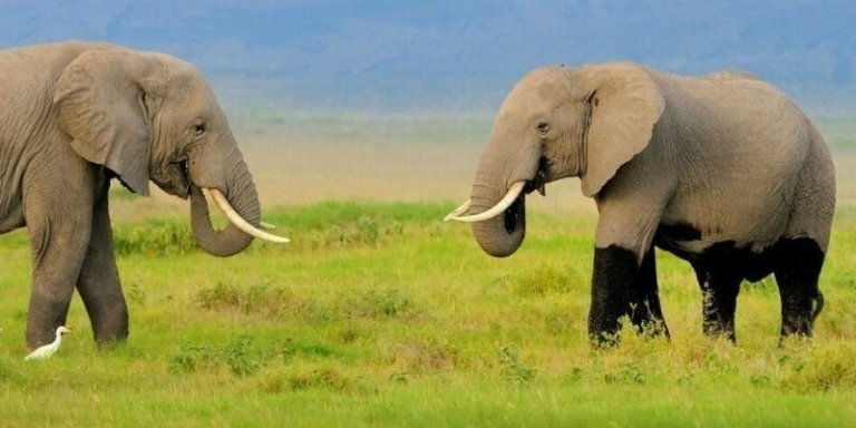 African Photo Safari