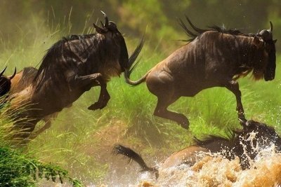 Africa  Photographic Safari Package Tour - 15 Days