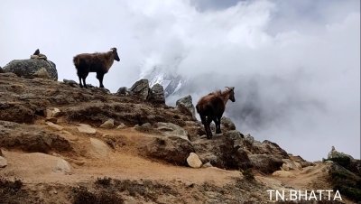 Everest Base Camp Trek 11 days