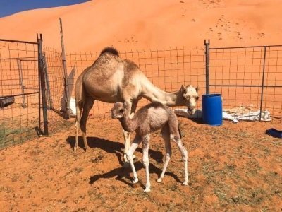 Private Day Trip to Wahiba Sands & Wadi Bani Khalid (Desert Safari)